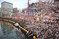 宮川橋から眺める大岡川の桜並木。