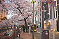 桜の時期にはソープ遊びとお花見を同時に楽しめてとてもお得ですね♪